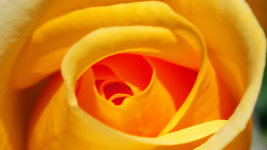 Wechseljahre ganzheitlich verstehen und regulieren Eine leuchtend gelbe Rose als Symbol für Vitalität, hormonelle Balance und natürliche Wege durch die Wechseljahre.