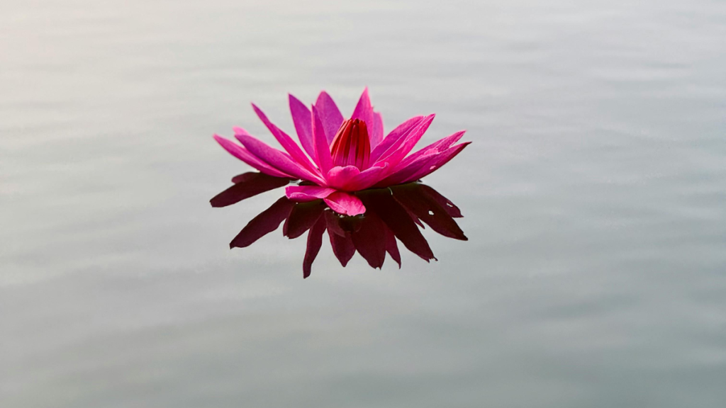 Entfaltung und Kraft – Natürliche Wege zur hormonellen Regulation Rosa Seerose auf ruhiger Wasseroberfläche als Symbol für hormonelle Balance und natürliche Regulation bei Histamin-Beschwerden.